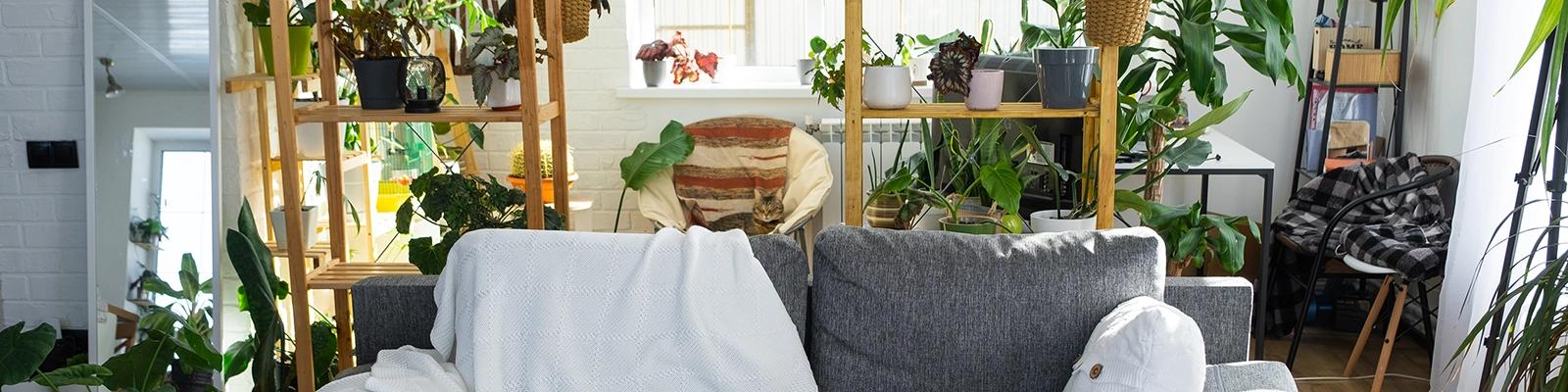 Comfortable Room with Indoor Plants