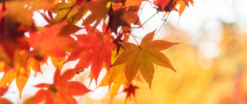 Seasonal Energy-Efficiency Tips